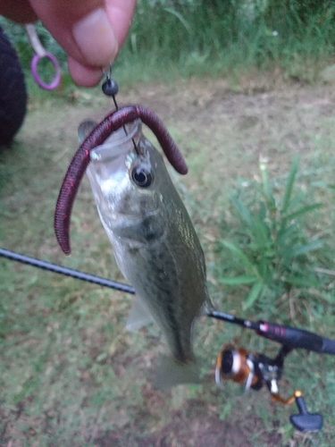 ブラックバスの釣果