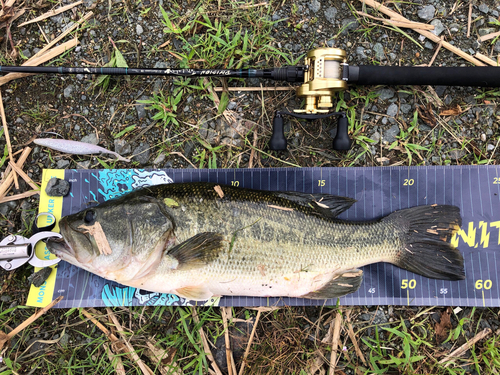 ブラックバスの釣果