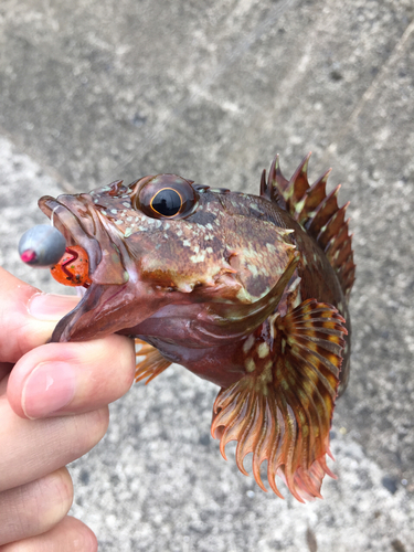 カサゴの釣果