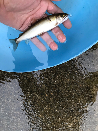 アユの釣果