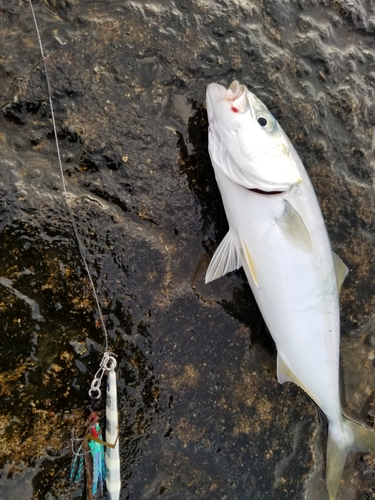 ワカシの釣果