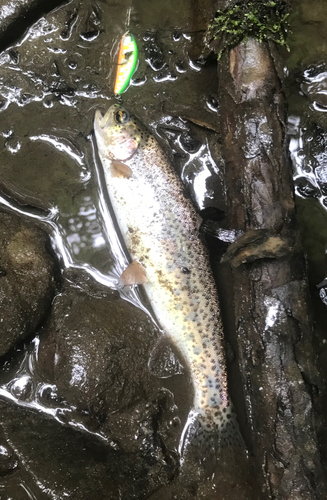 ニジマスの釣果