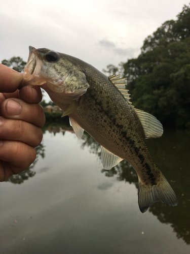 ブラックバスの釣果