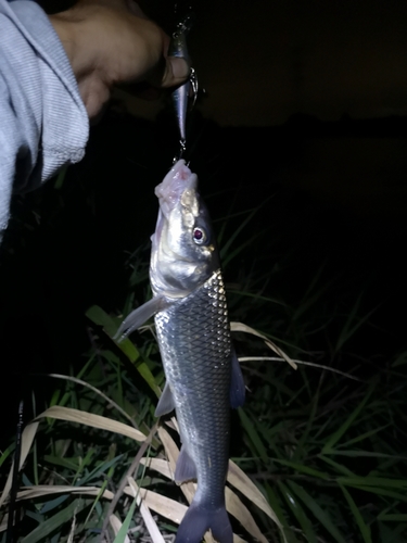 ニゴイの釣果