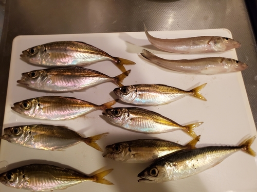 アジの釣果