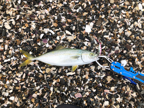 ワカシの釣果