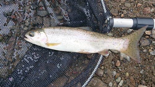 ニジマスの釣果