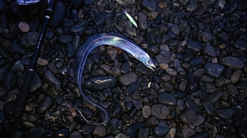 タチウオの釣果