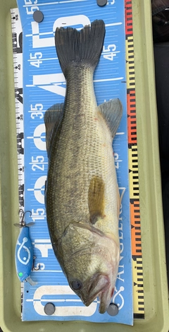 ラージマウスバスの釣果
