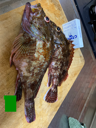 アラカブの釣果