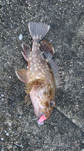 ガシラの釣果