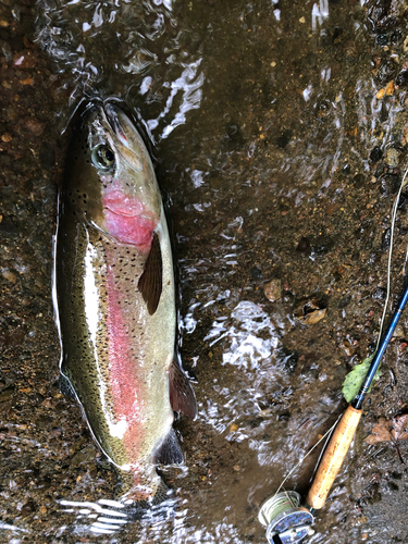 ニジマスの釣果