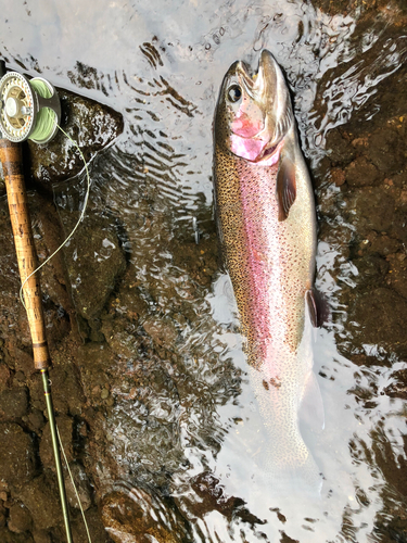 ニジマスの釣果