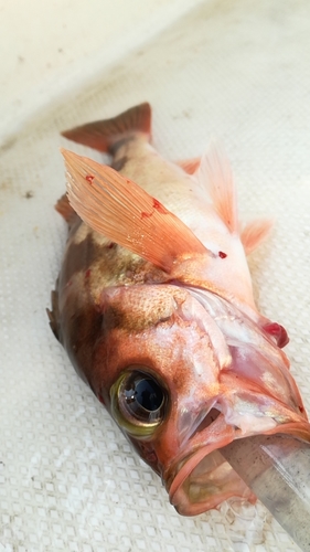 オキメバルの釣果