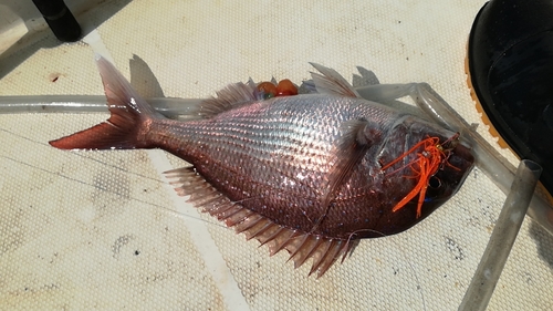 マダイの釣果