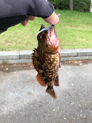 カサゴの釣果