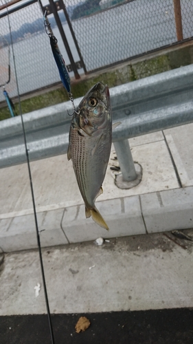 コノシロの釣果