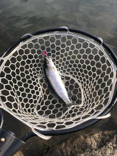 ニジマスの釣果