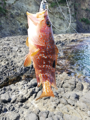 キジハタの釣果