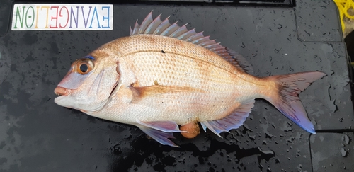 ハナダイの釣果