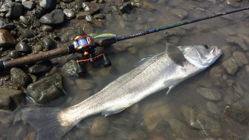 マルスズキの釣果