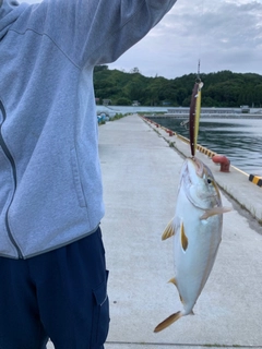 カンパチの釣果