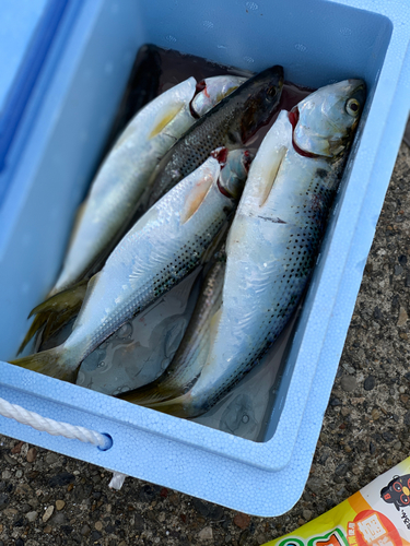 コノシロの釣果