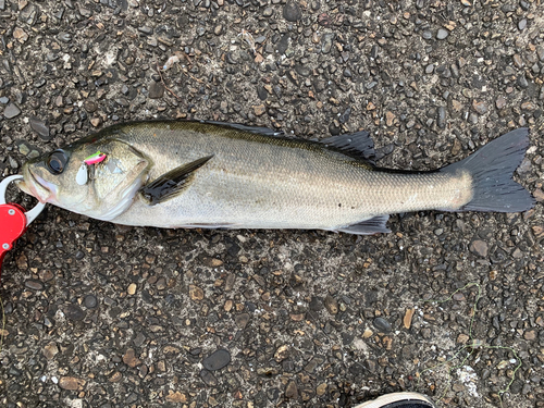 フッコ（マルスズキ）の釣果