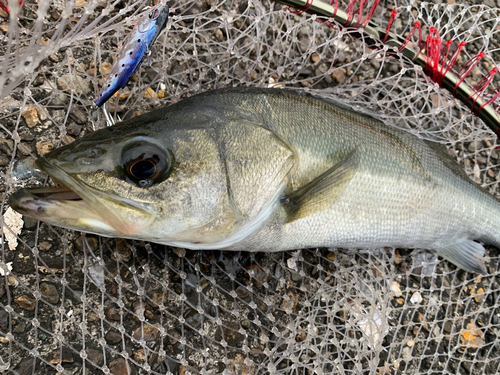 フッコ（マルスズキ）の釣果