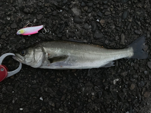 セイゴ（マルスズキ）の釣果