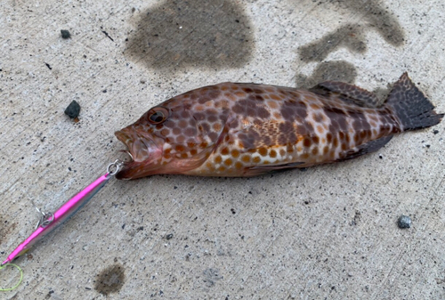 オオモンハタの釣果