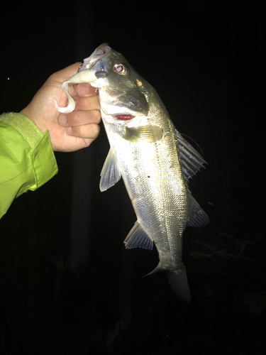 スズキの釣果