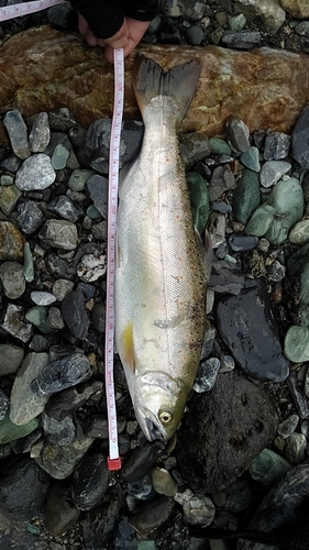 アマゴの釣果