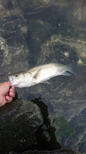 セイゴ（マルスズキ）の釣果