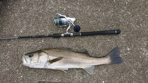 マルスズキの釣果