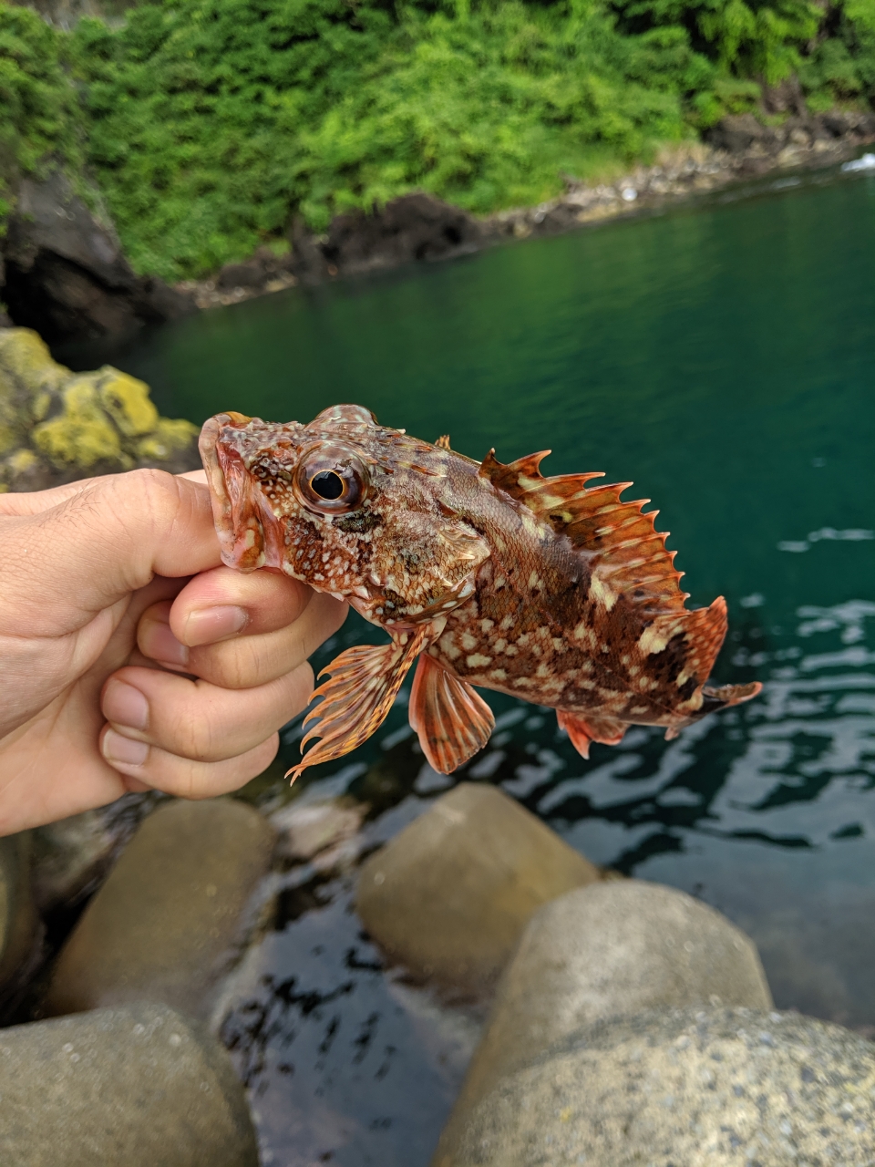 アオリイカ