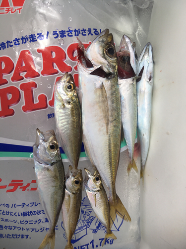 サバの釣果