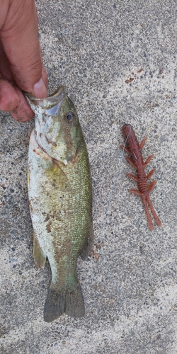 スモールマウスバスの釣果