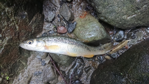 アブラハヤの釣果