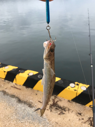 エソの釣果