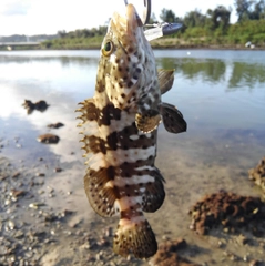 マダラハタの釣果