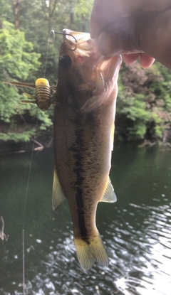 ブラックバスの釣果