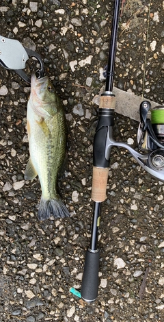 ラージマウスバスの釣果