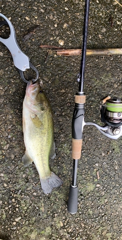 ラージマウスバスの釣果