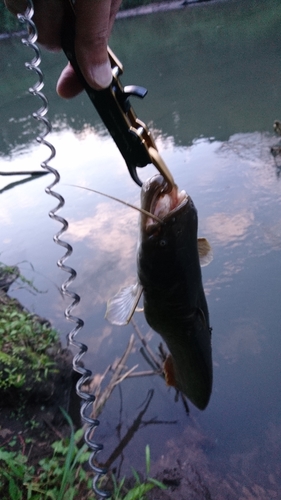 ナマズの釣果