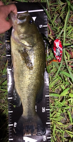 ブラックバスの釣果