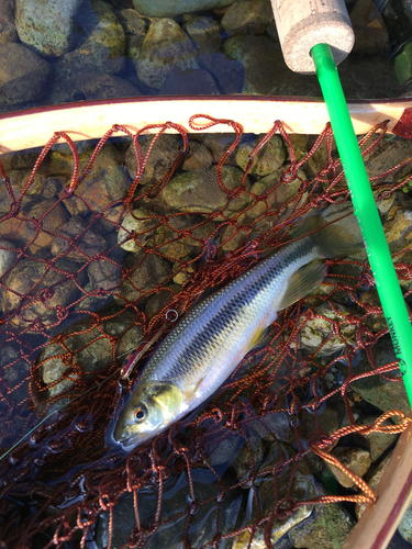 カワムツの釣果