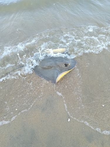 エイの釣果