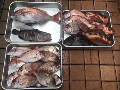 マダイの釣果