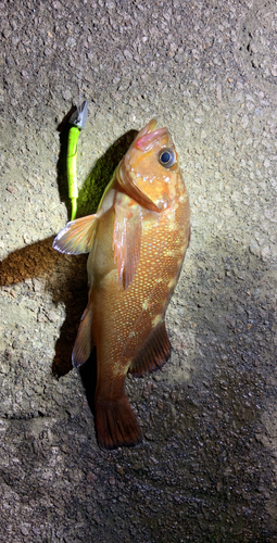 ガヤの釣果